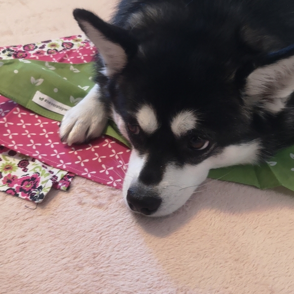 Medium sized bandana - Picture 4 of 4